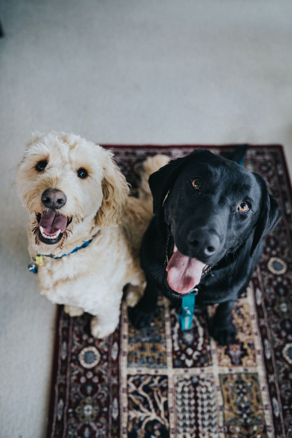 Hundefoder – Sådan finder du det bedste til din hund
