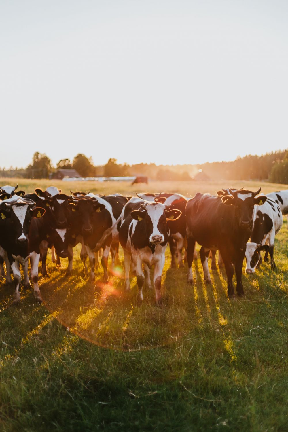 Kvægdyrlæge: Hjælperen til sundt og produktivt kvæg